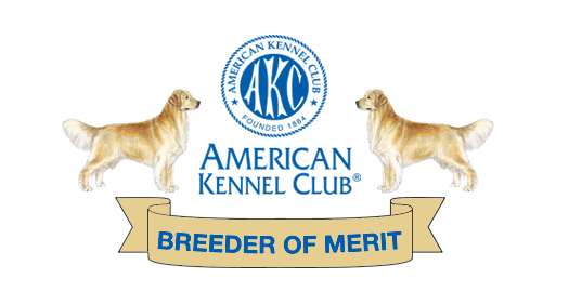 Snobird Goldens Florida Est 1998 Awarded Akc Breeder Of Merit Golden Retrievers Florida Just Outside Of Ocala