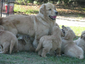 Summer-with-pups-web.jpg