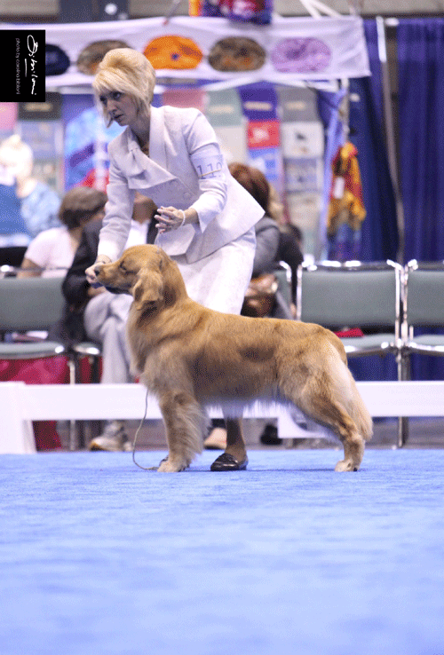 Stacked-at-Eukanuba-2012-we.gif