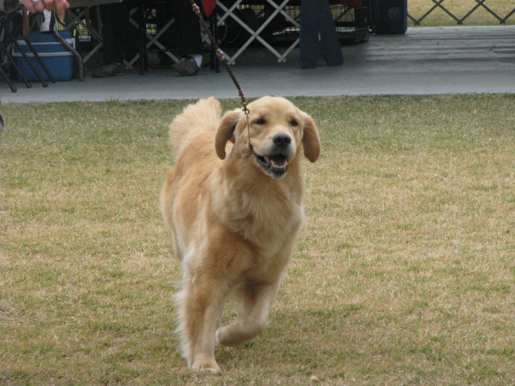 Snobird Goldens, Florida. (Est. 1998) Awarded AKC Breeder Of Merit